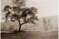 Albury Hovell Tree & Murray River wharf