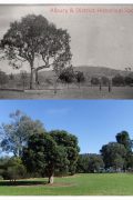 Hovell Tree Albury