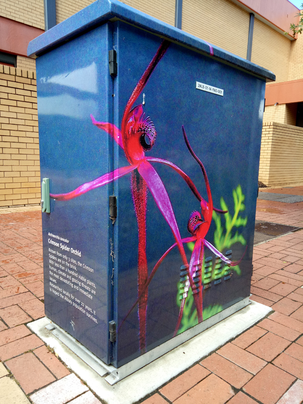 Spider Orchid, Swift St Albury
