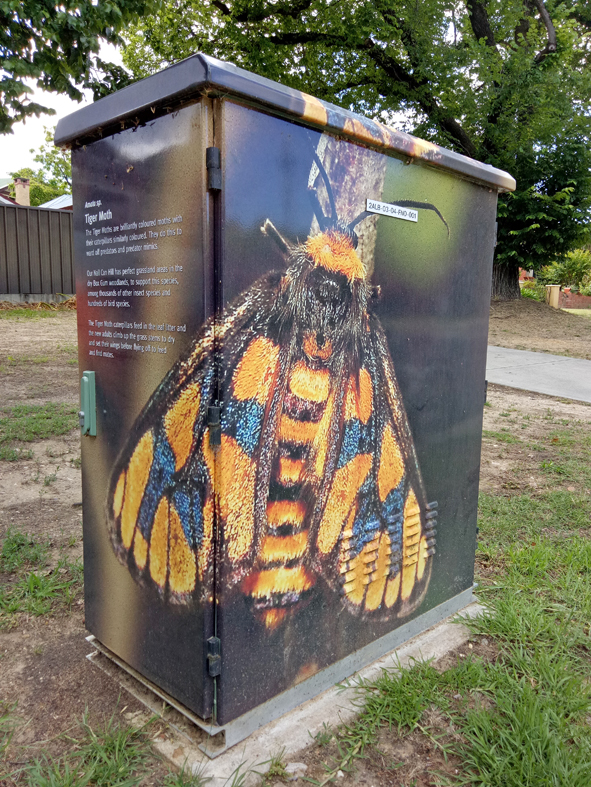 Tiger Moth Thurgoona St