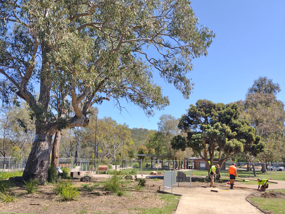 Hovell Tree Upgrade08